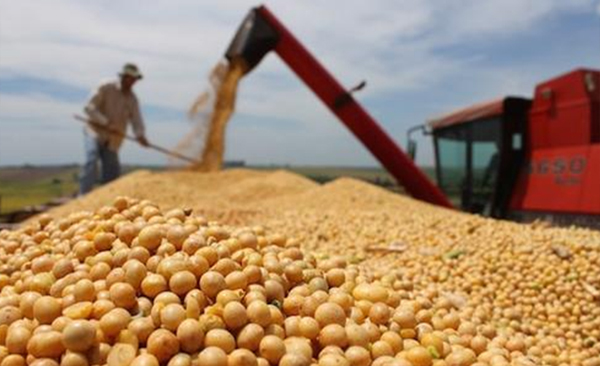 【俄供】俄出口大豆10000吨、油麻籽5000吨、 油菜籽5000吨